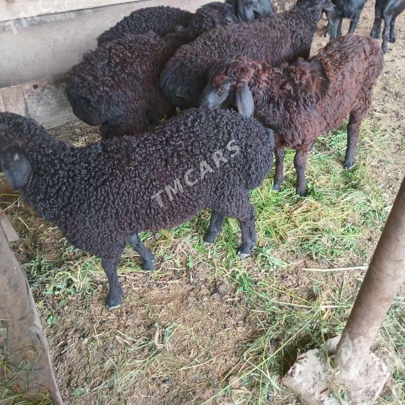 guzy - Türkmenabat - img 2