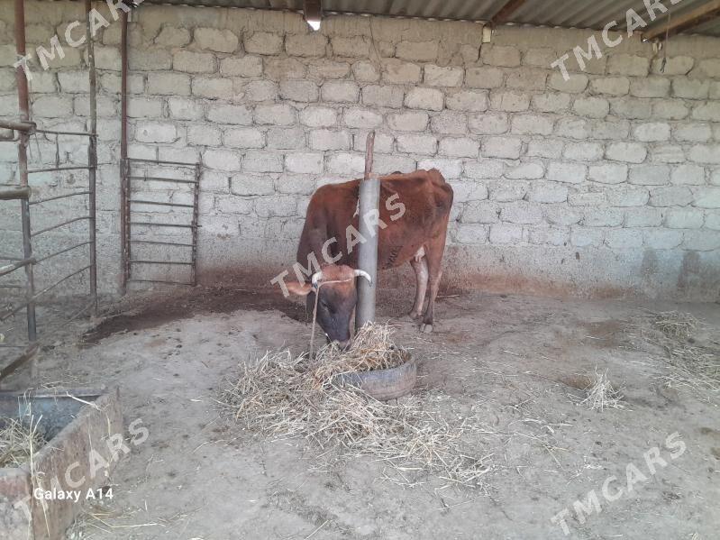 Sygyr swes tohum - Büzmeýin - img 2