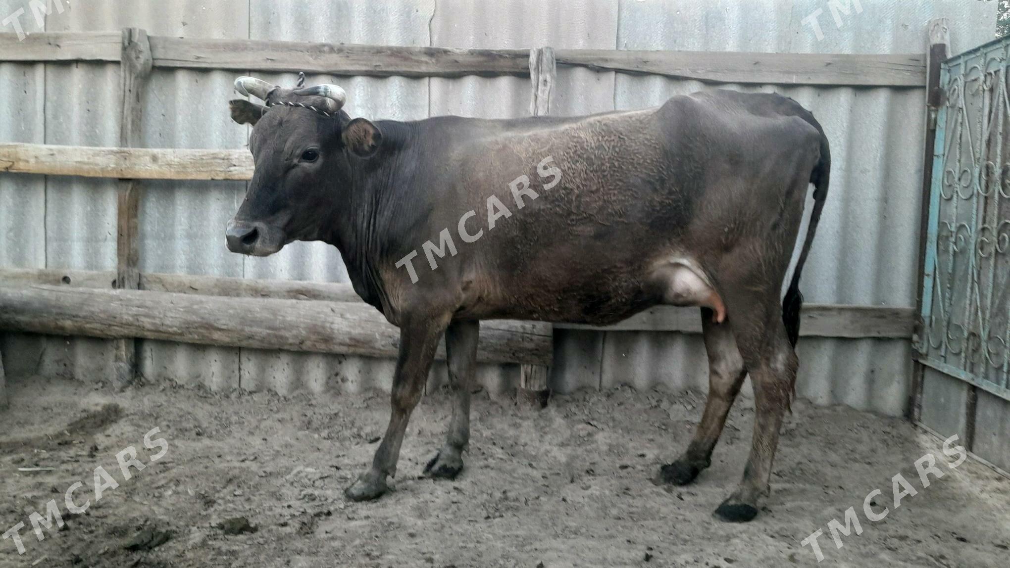 góleli - Wekilbazar - img 3