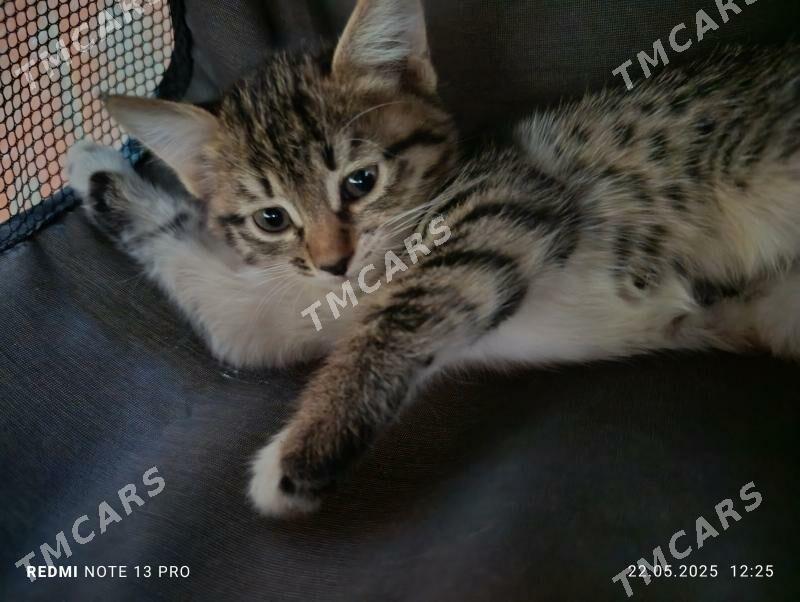 котята - Mary - img 2