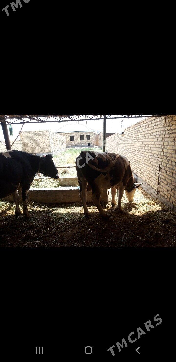 okuzler - Çärjew - img 3