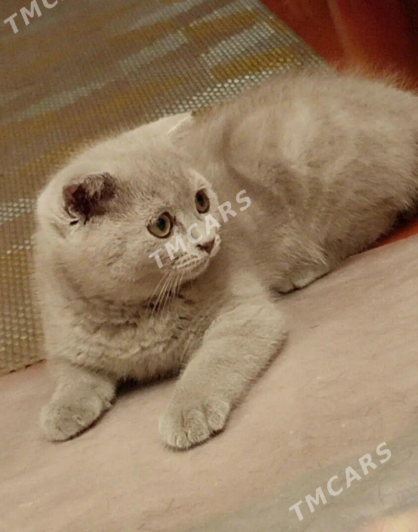 кошки - Ашхабад - img 2