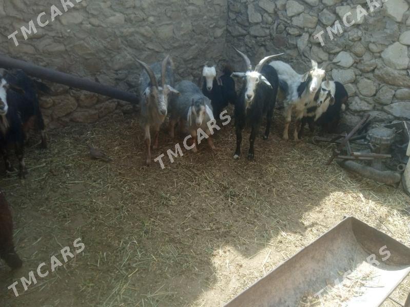owlakly geci - Jebel - img 2