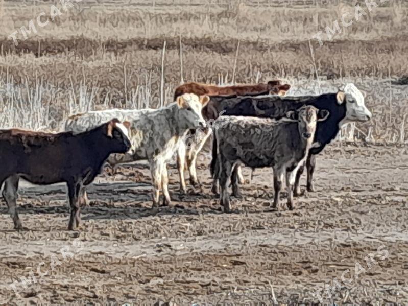 arginal śwes ala okuzler - Gökdepe - img 2