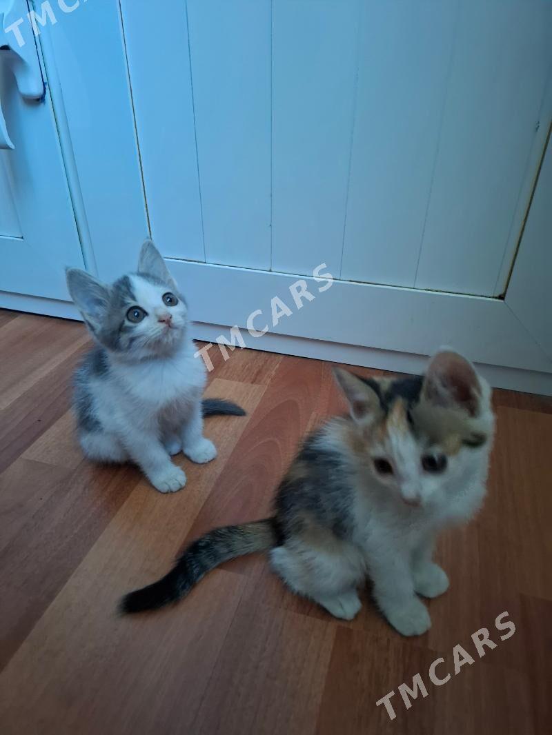 КОТЯТА ДЕВОЧКИ - Mary - img 3