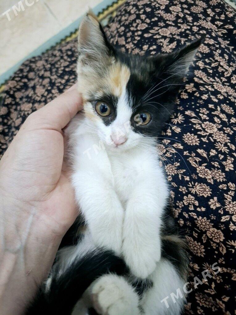 КОТЯТА ДЕВОЧКИ - Mary - img 2
