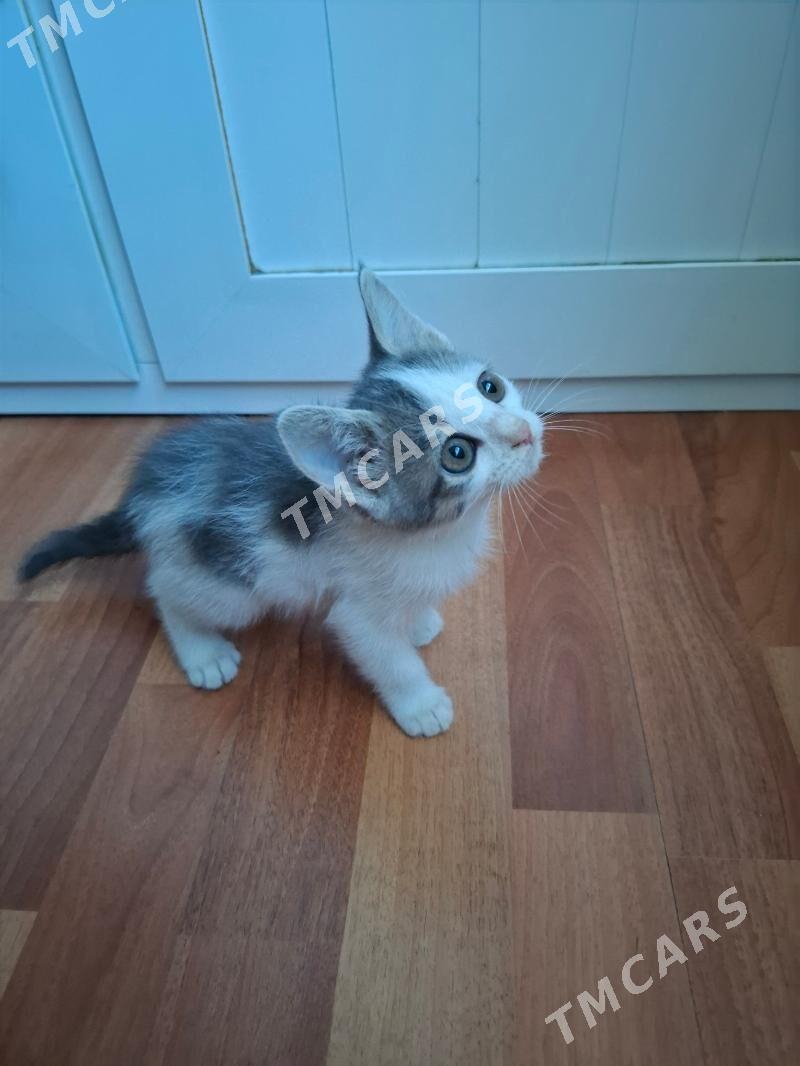 КОТЯТА ДЕВОЧКИ - Mary - img 4