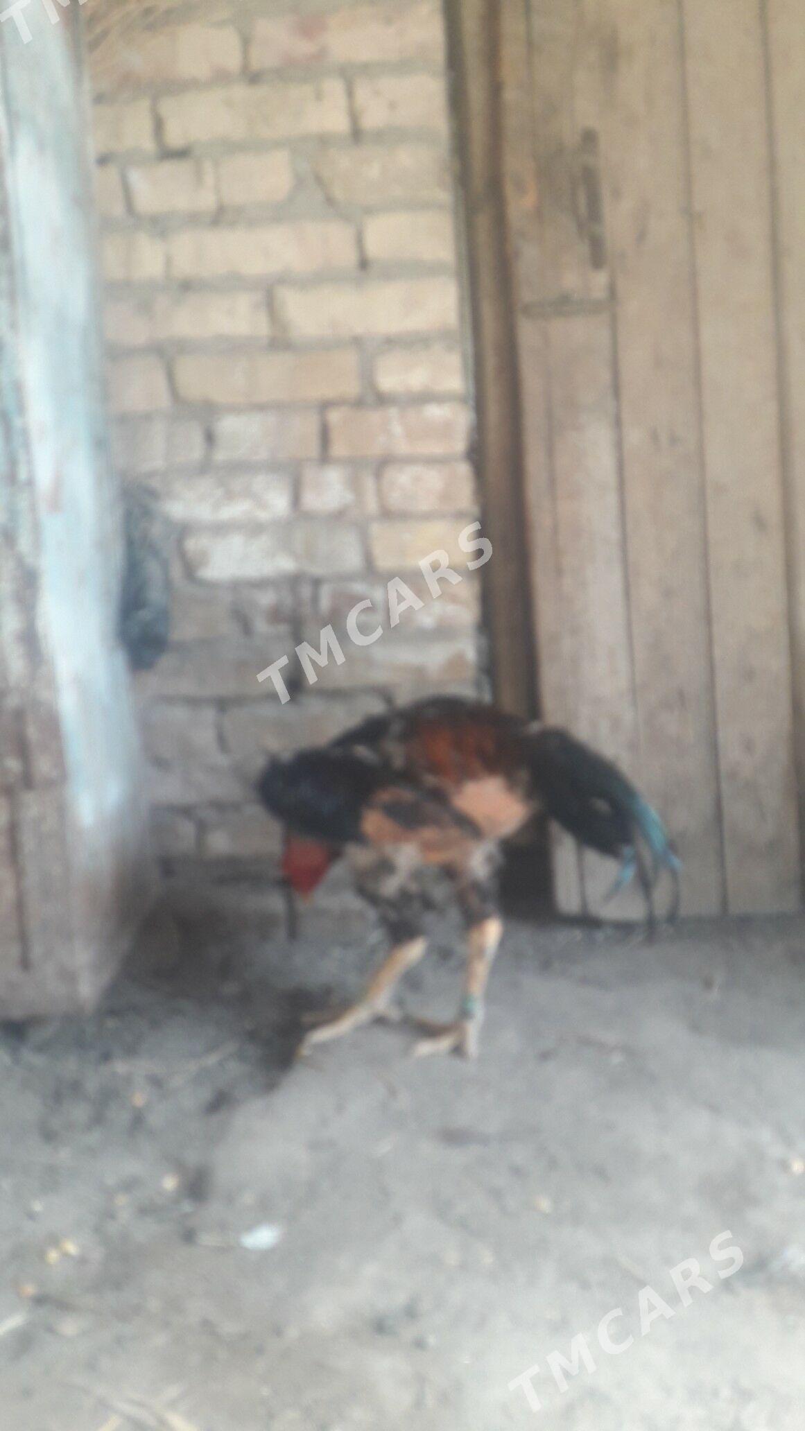 horaz - Çärjew - img 2