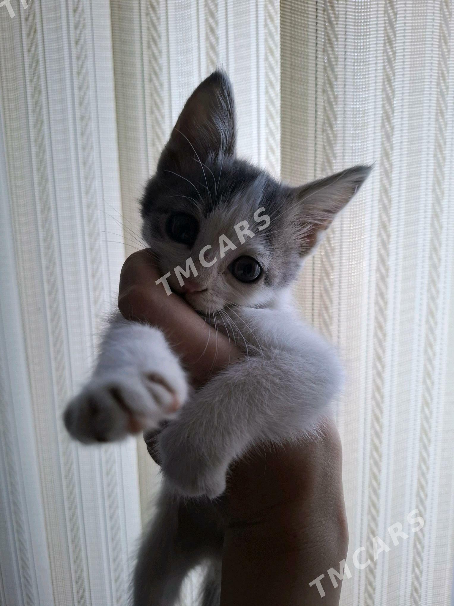 КОТЯТА ДЕВОЧКИ - Mary - img 5