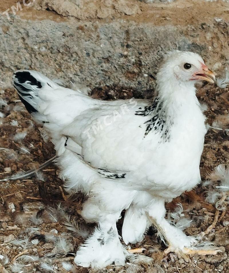brama balgar towuk jujeler - Ашхабад - img 2