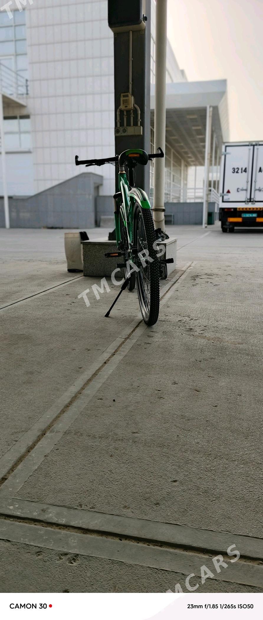 tigir - Bedew - img 2