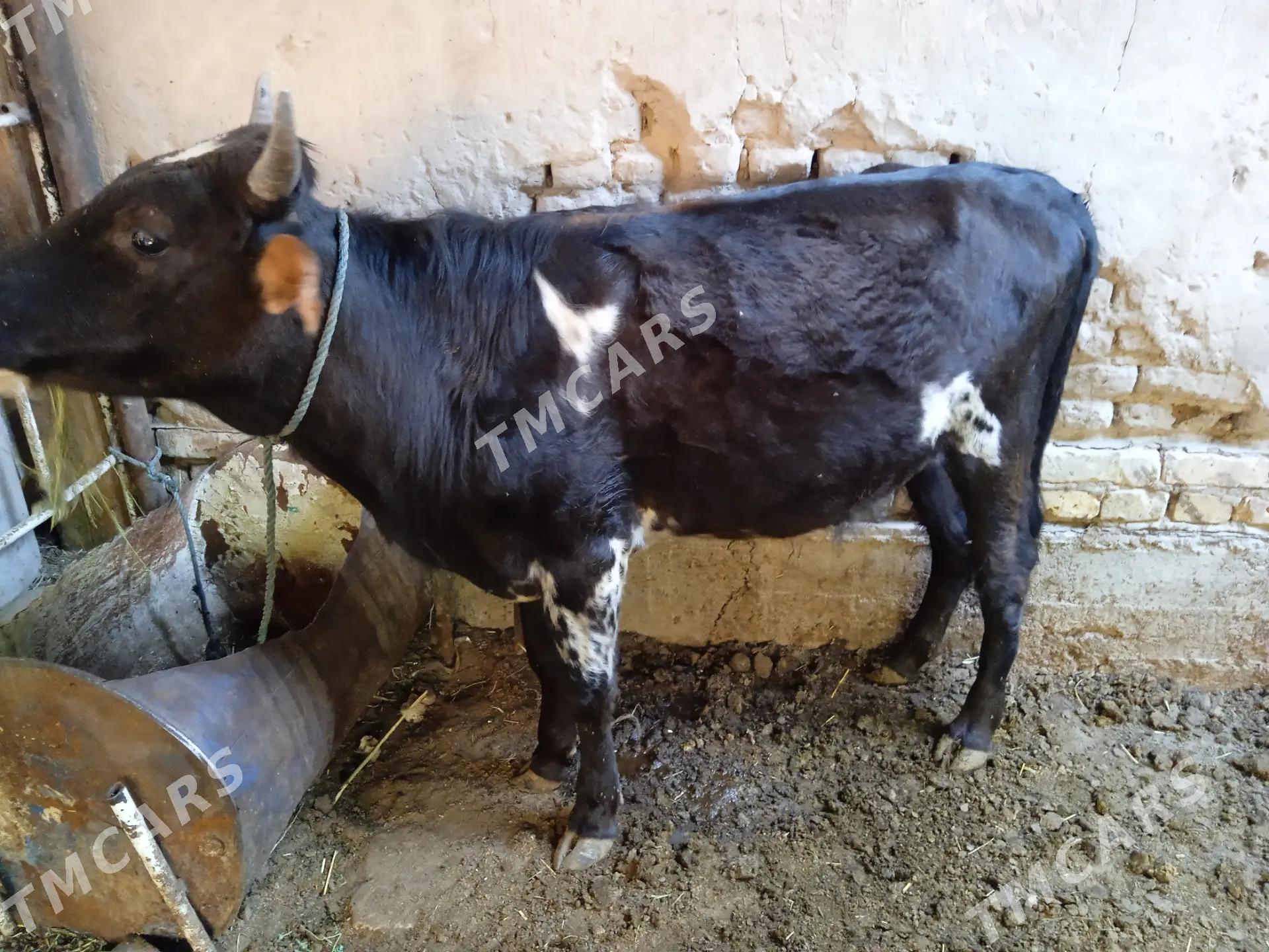 öküzler - Türkmenabat - img 3