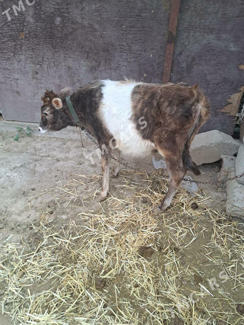 tuwe - Gypjak - img 3