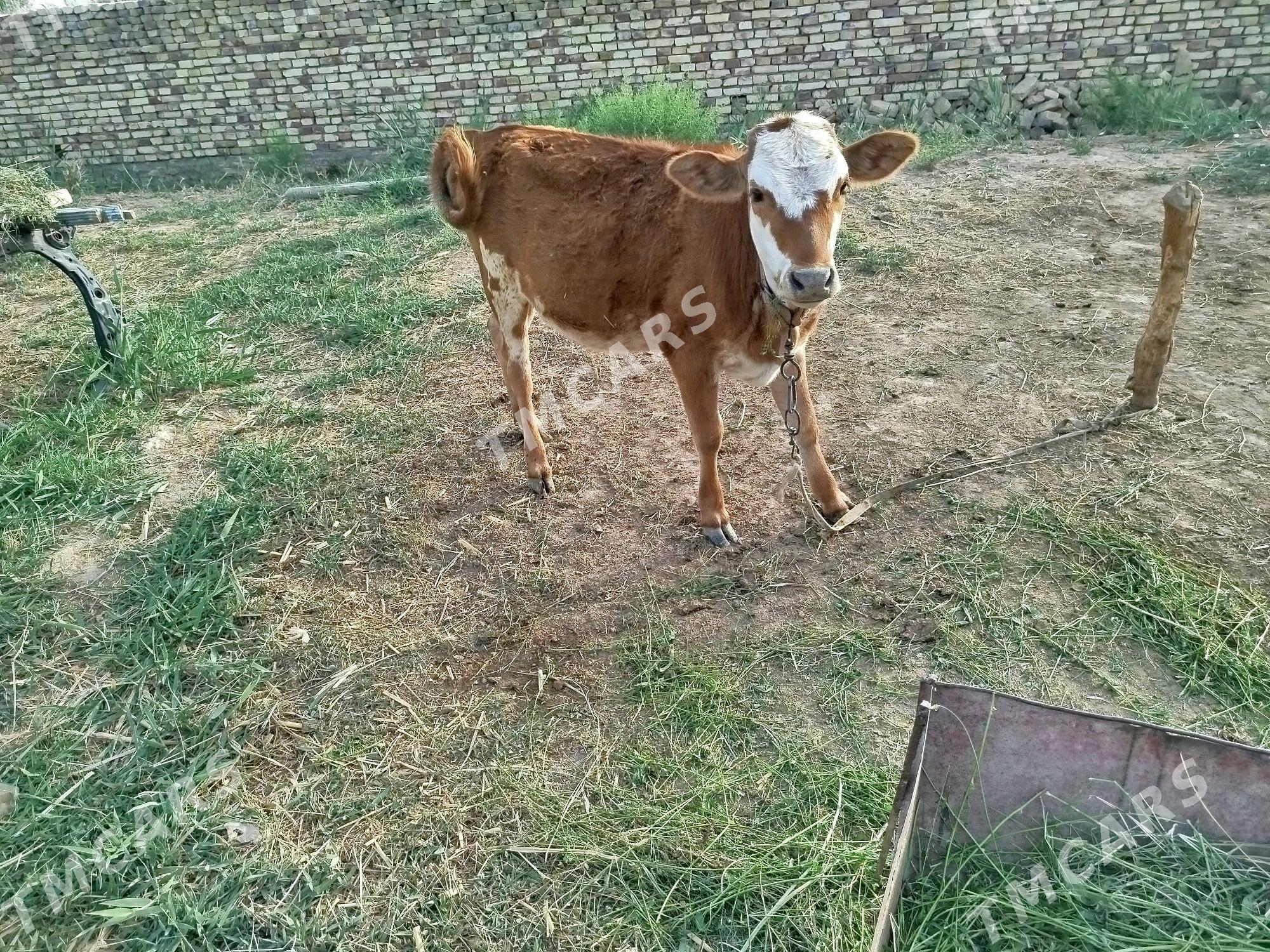 gulajyn - Murgap - img 2