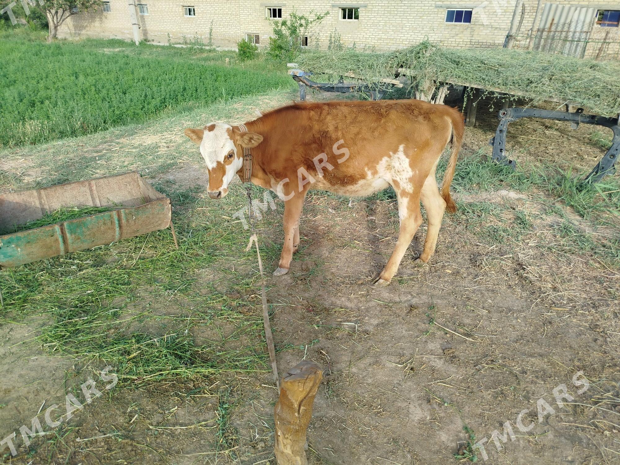 gulajyn - Murgap - img 3