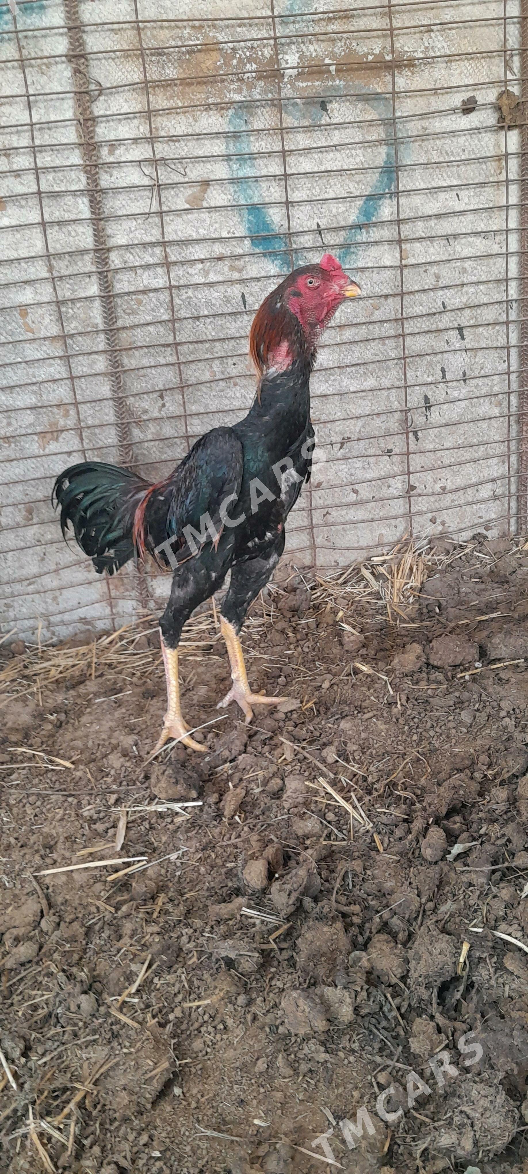 taşkent horaz - Gökdepe - img 3