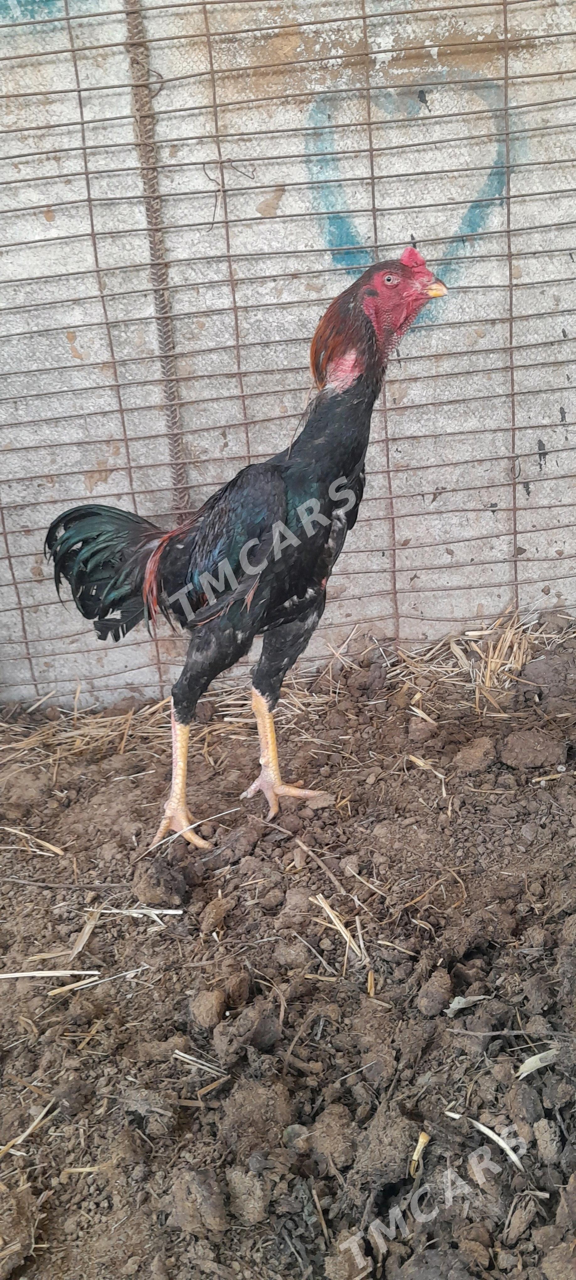 taşkent horaz - Gökdepe - img 2
