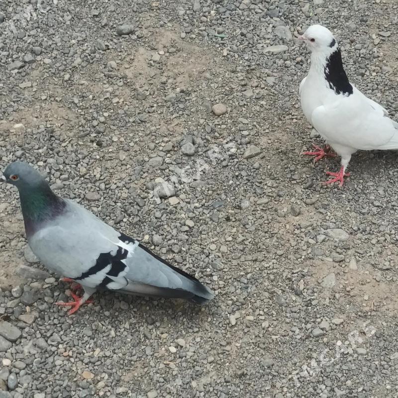 Kepderi - Çoganly - img 3