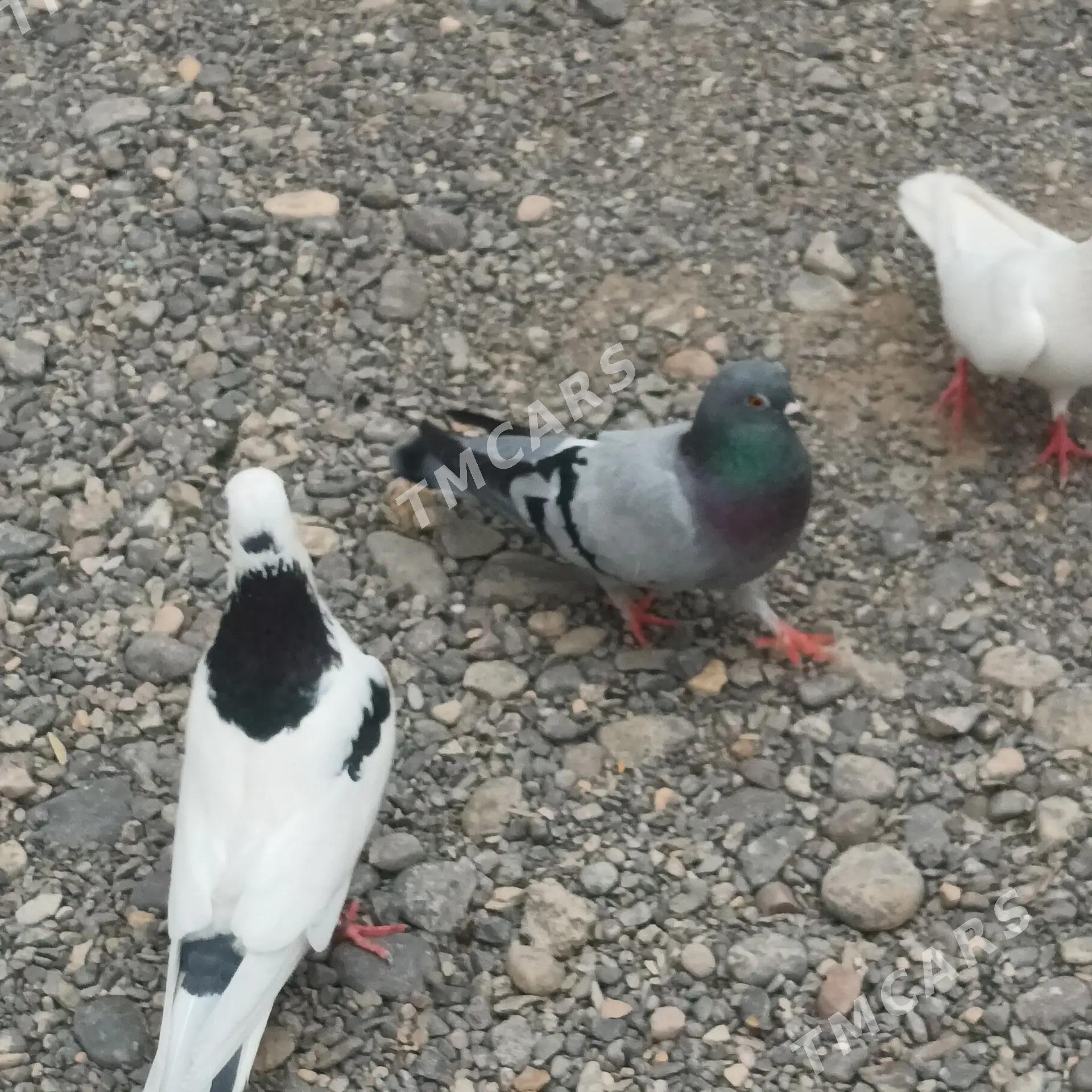 Kepderi - Çoganly - img 2