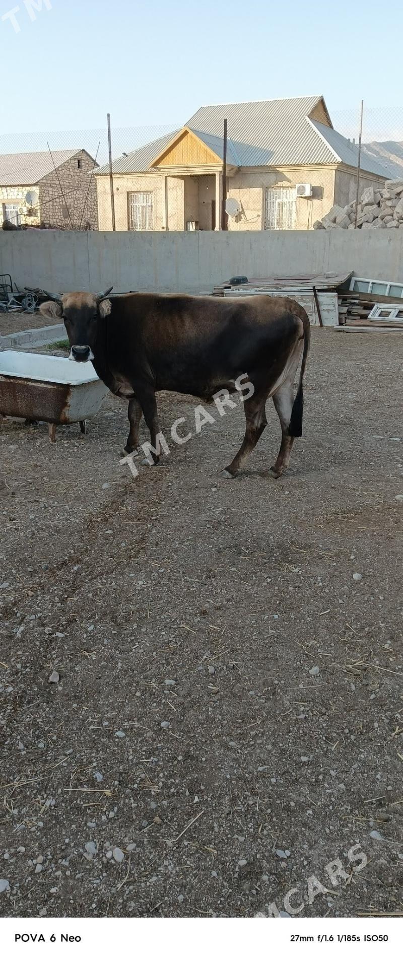 sygyr - Balkanabat - img 2