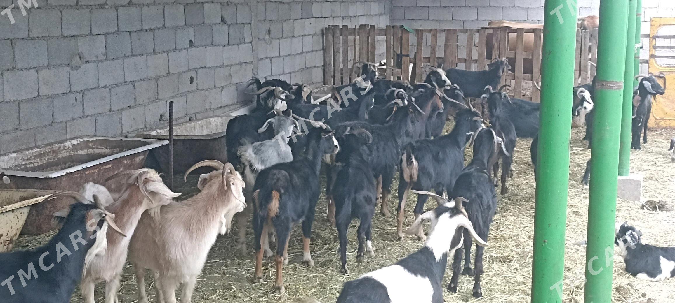 Gysyr Geçi - Gökdepe - img 2