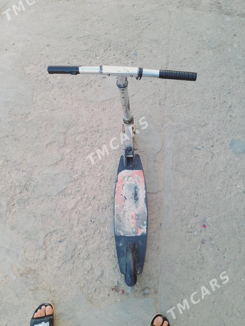 Samakar Scoter - Sakarçäge - img 3