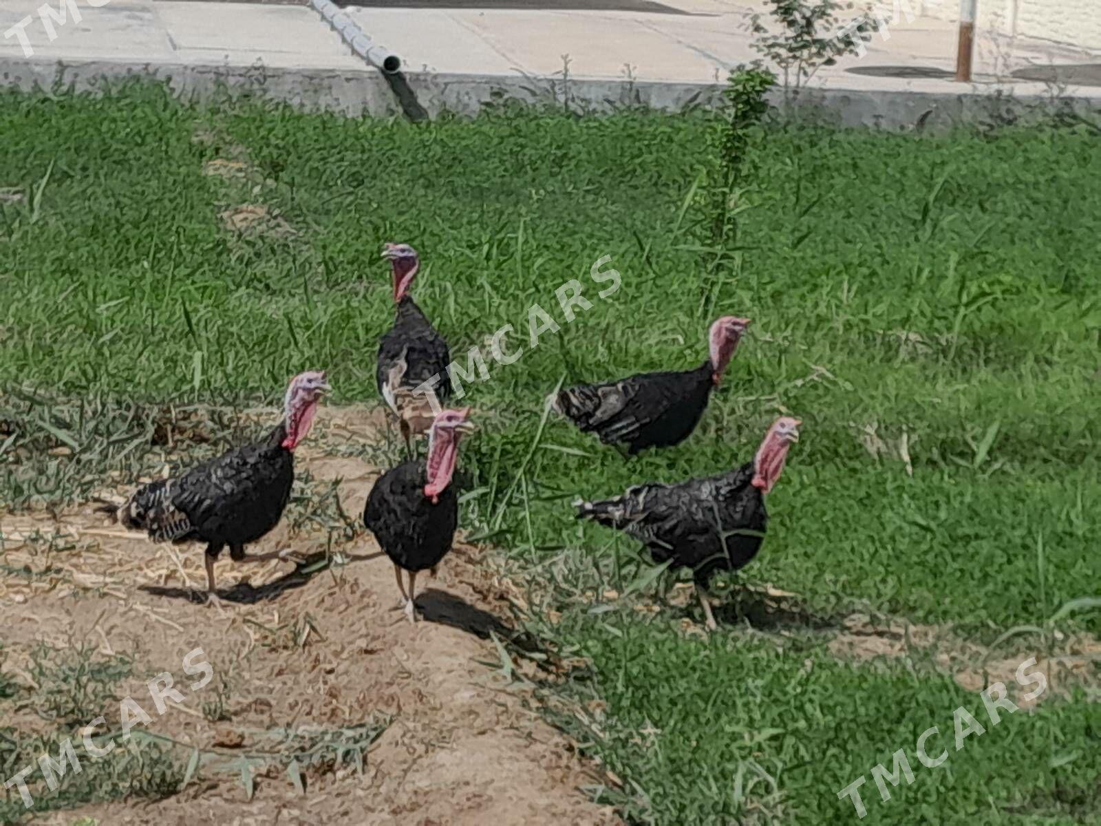 İnduk - Mary - img 3