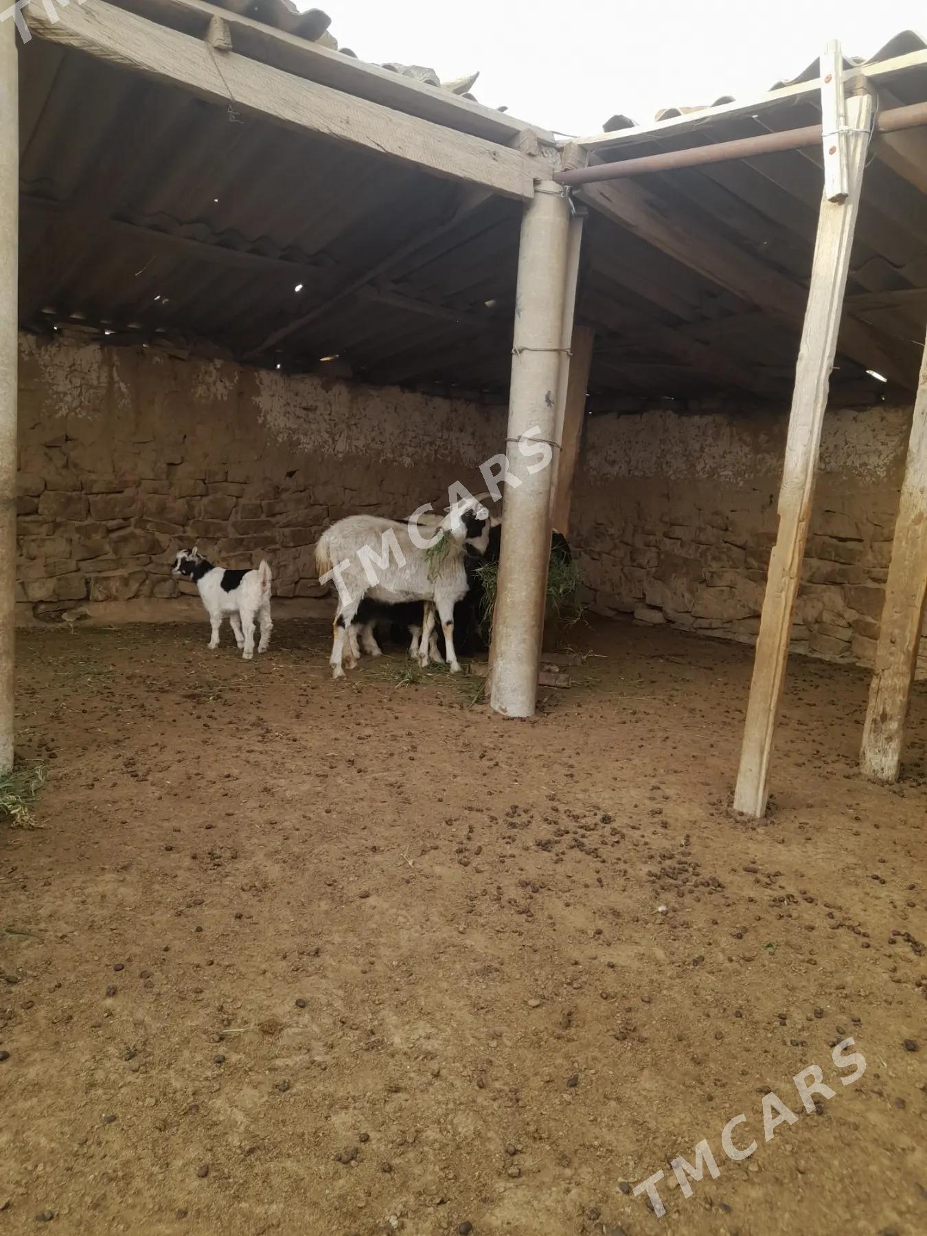 geçi - Gyzylarbat - img 2