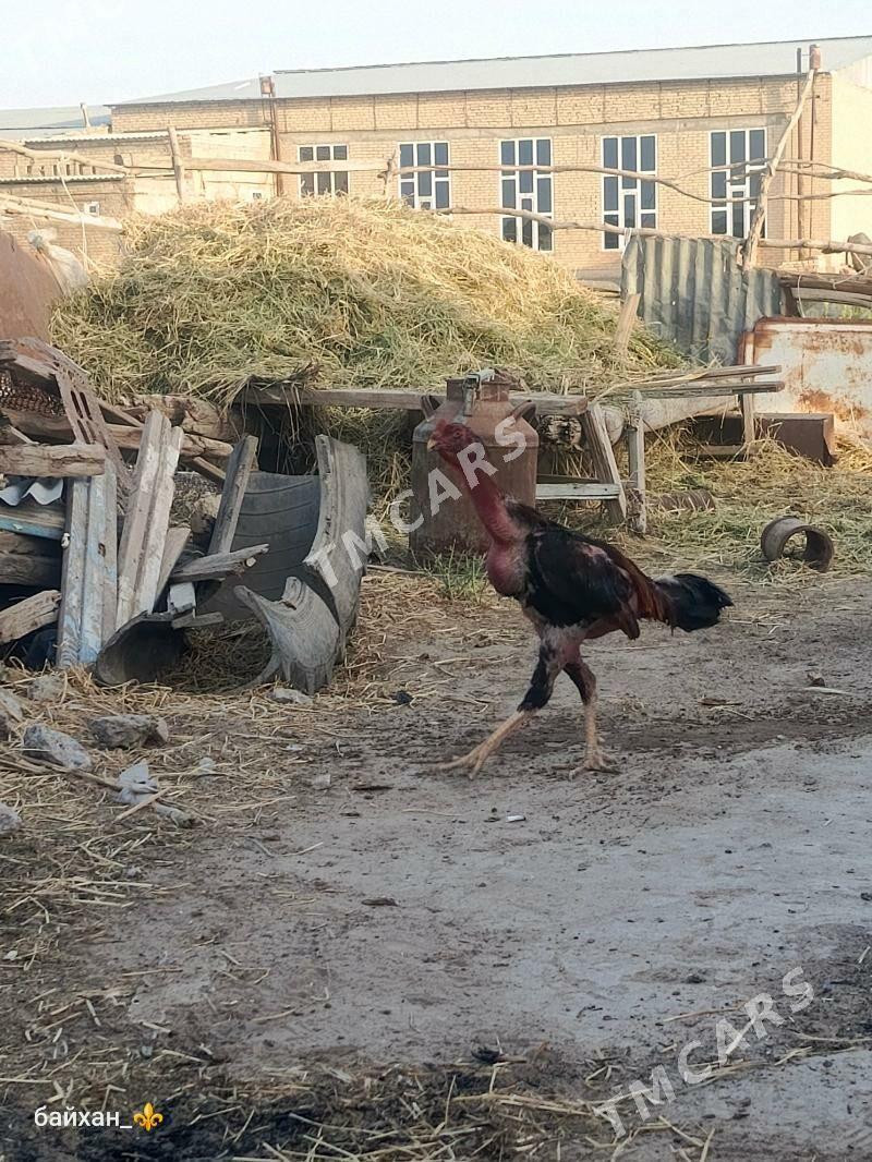 horaz - Türkmenabat - img 2