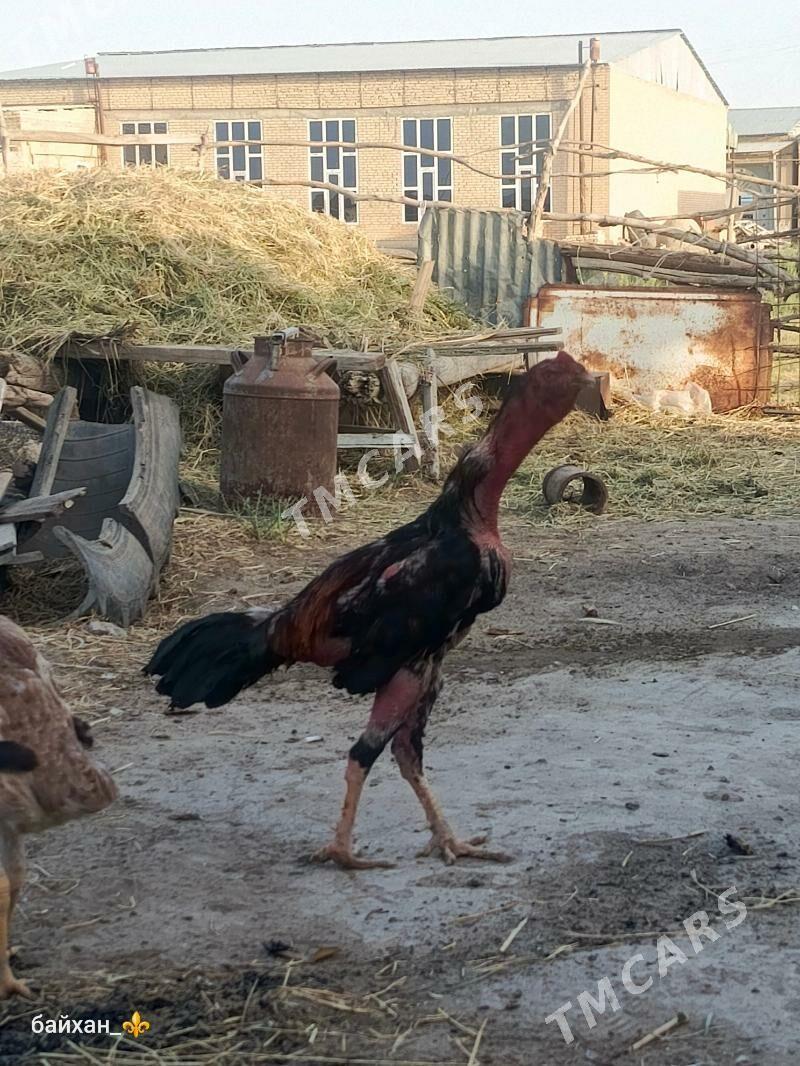 horaz - Türkmenabat - img 3
