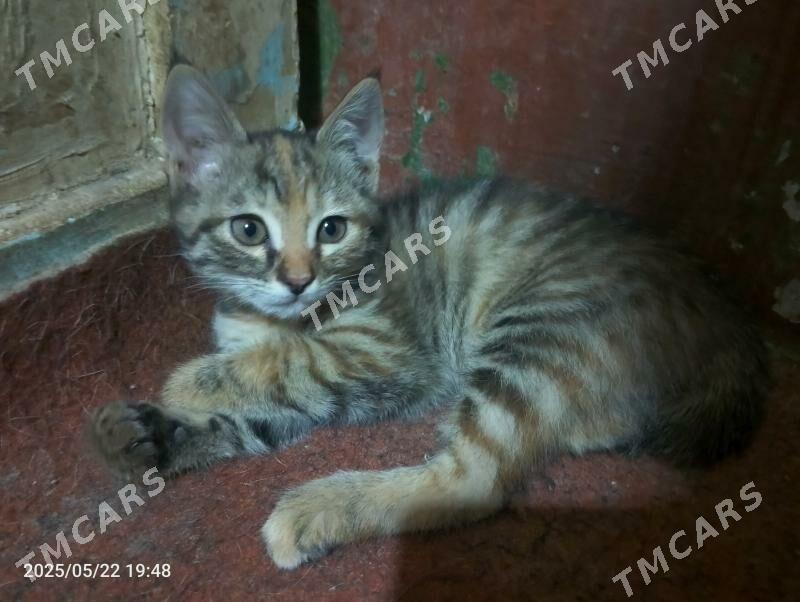 котята - Mary - img 3