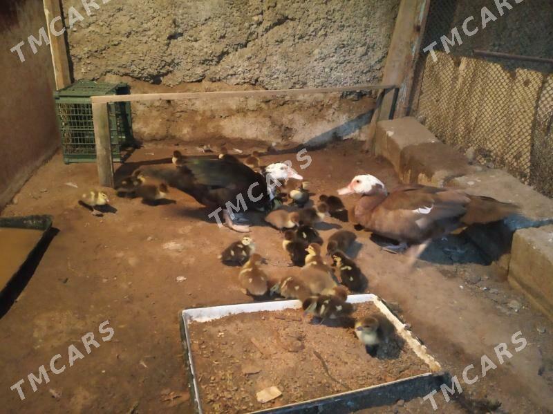İndawutga - Köşi - img 2