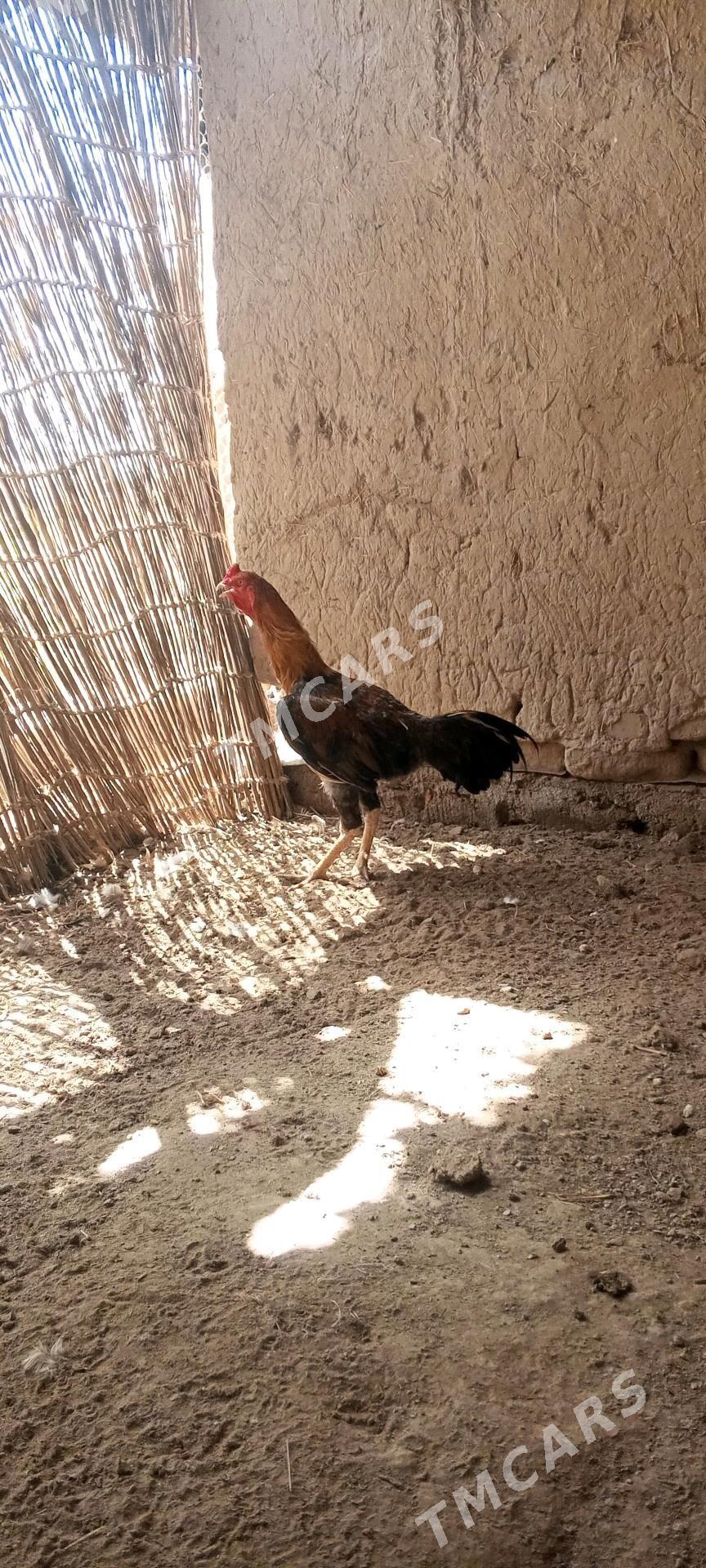 horaz - Akdepe - img 2