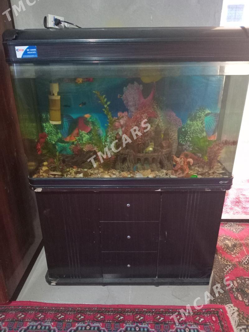 Akwaryum - Türkmenabat - img 2