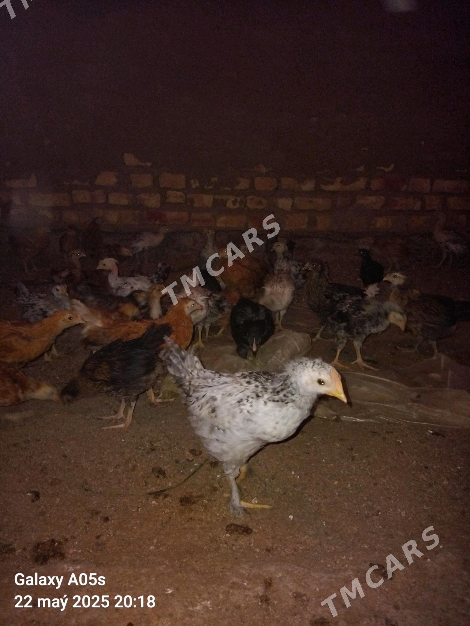 Towuk jüýje 2 aý bolan - Babadaýhan - img 2