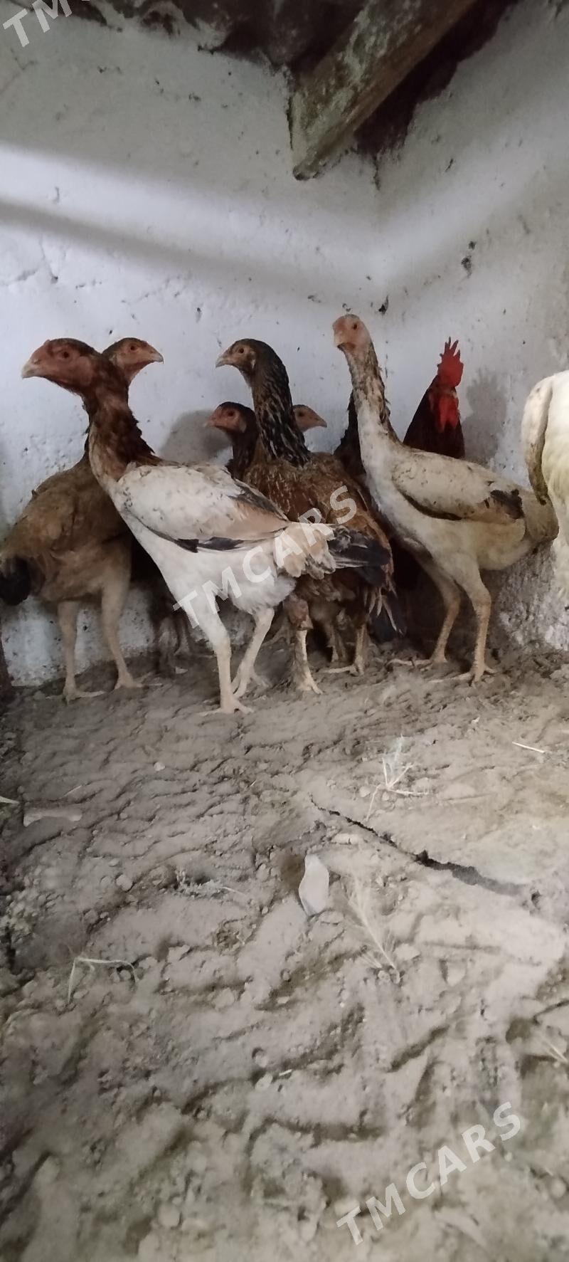 towuklar - Gyzylarbat - img 3