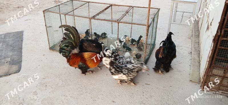 yaponcik karlik - Türkmenabat - img 2
