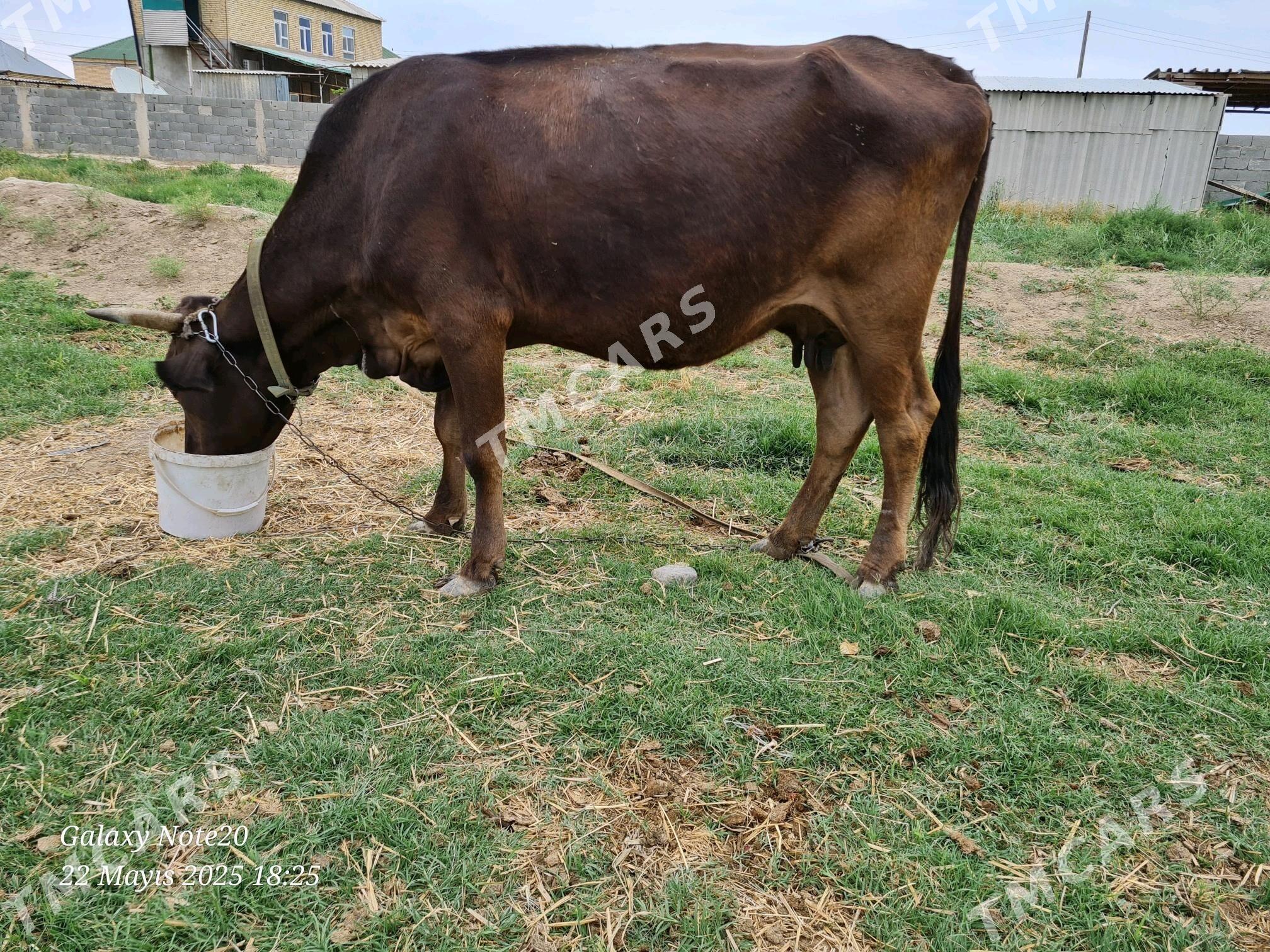 Sygyr - Gökdepe - img 2