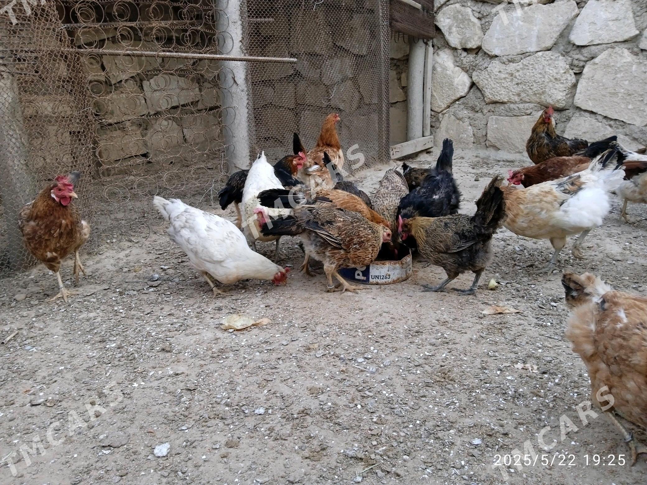 towuk - Türkmenbaşy - img 2
