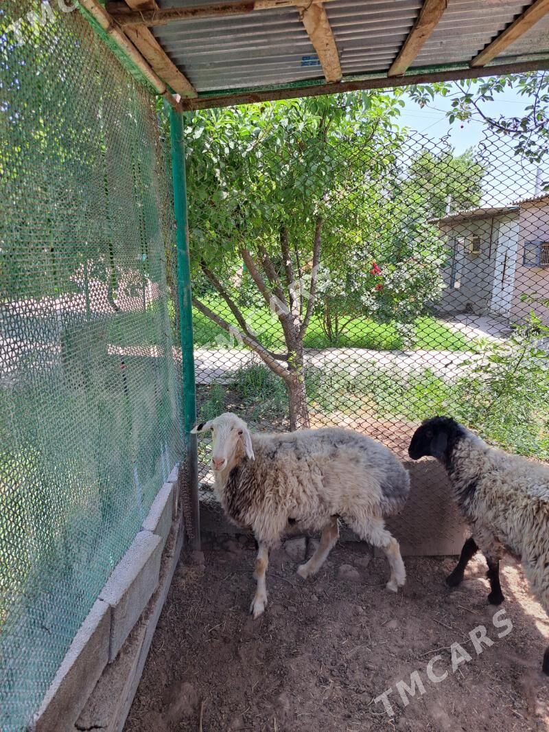 Goyun bakylan - Köşi - img 2