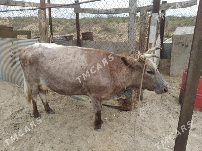Bogaz sygyr - Türkmenbaşy - img 2