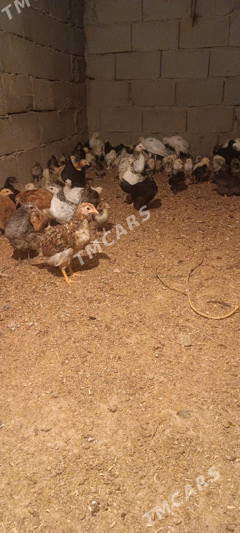 juyje - Garadamak Şor - img 3