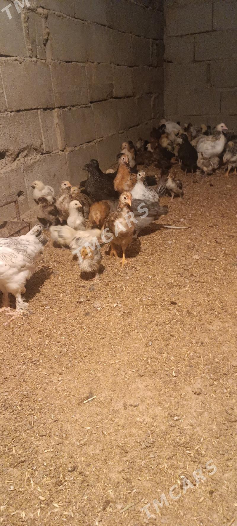 juyje - Garadamak Şor - img 2