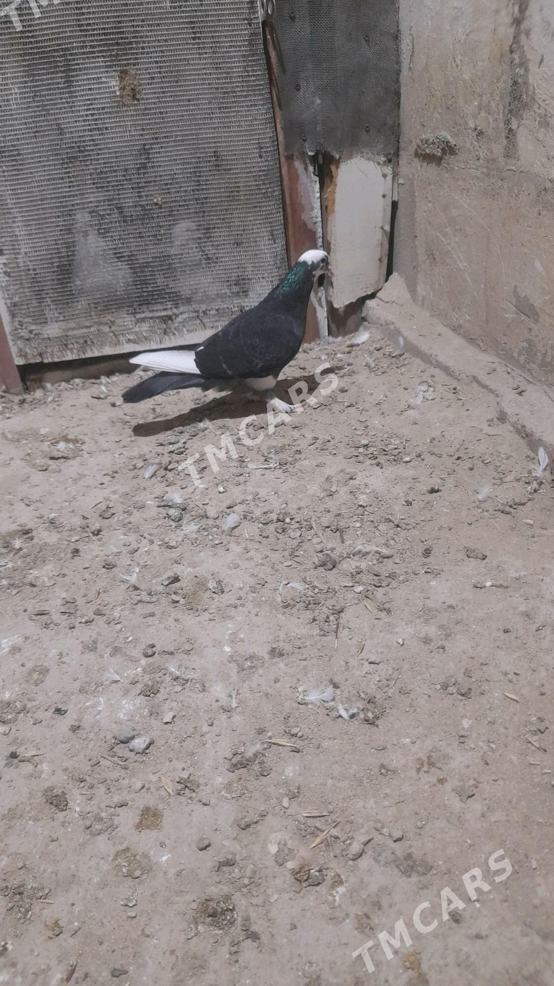 kepderi urkaci guş - Balkanabat - img 2