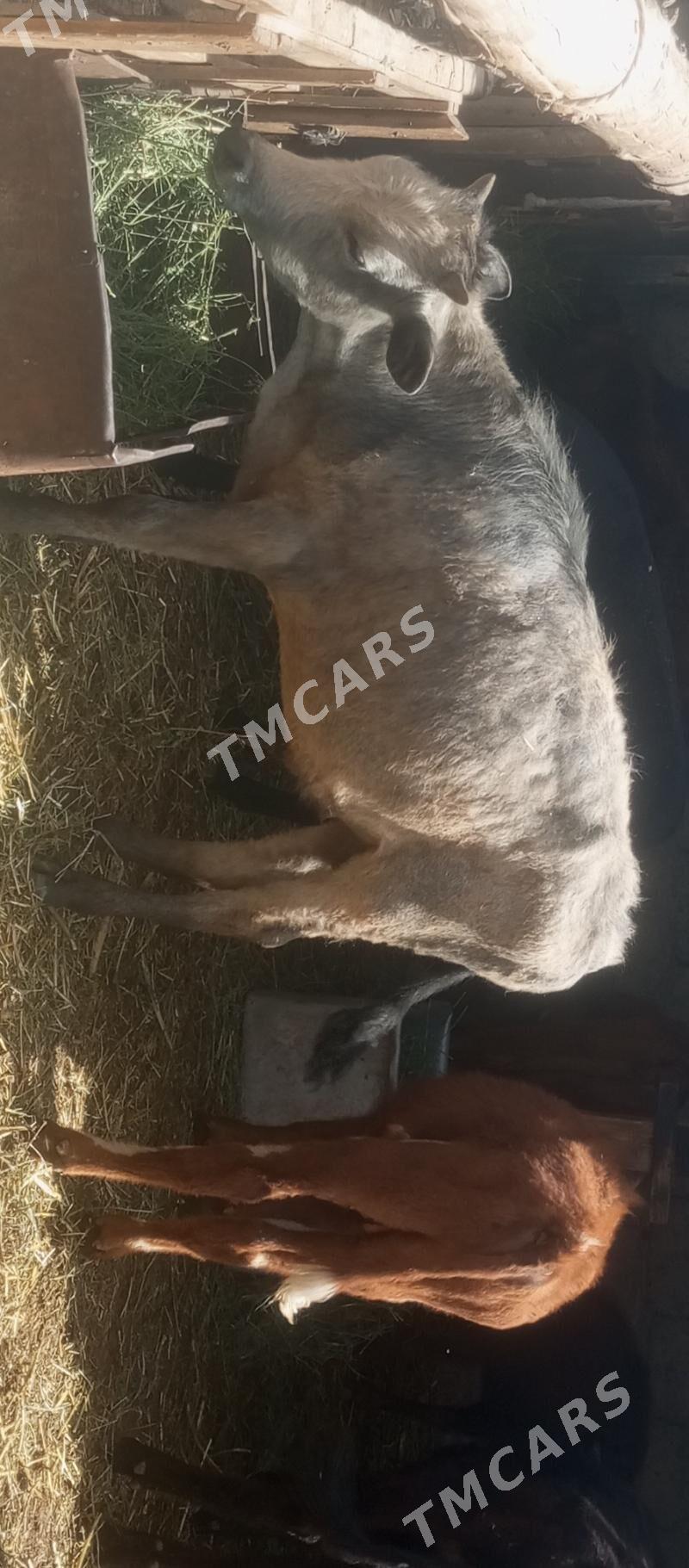 öküz tüwe öküzçe göle - Aşgabat - img 2