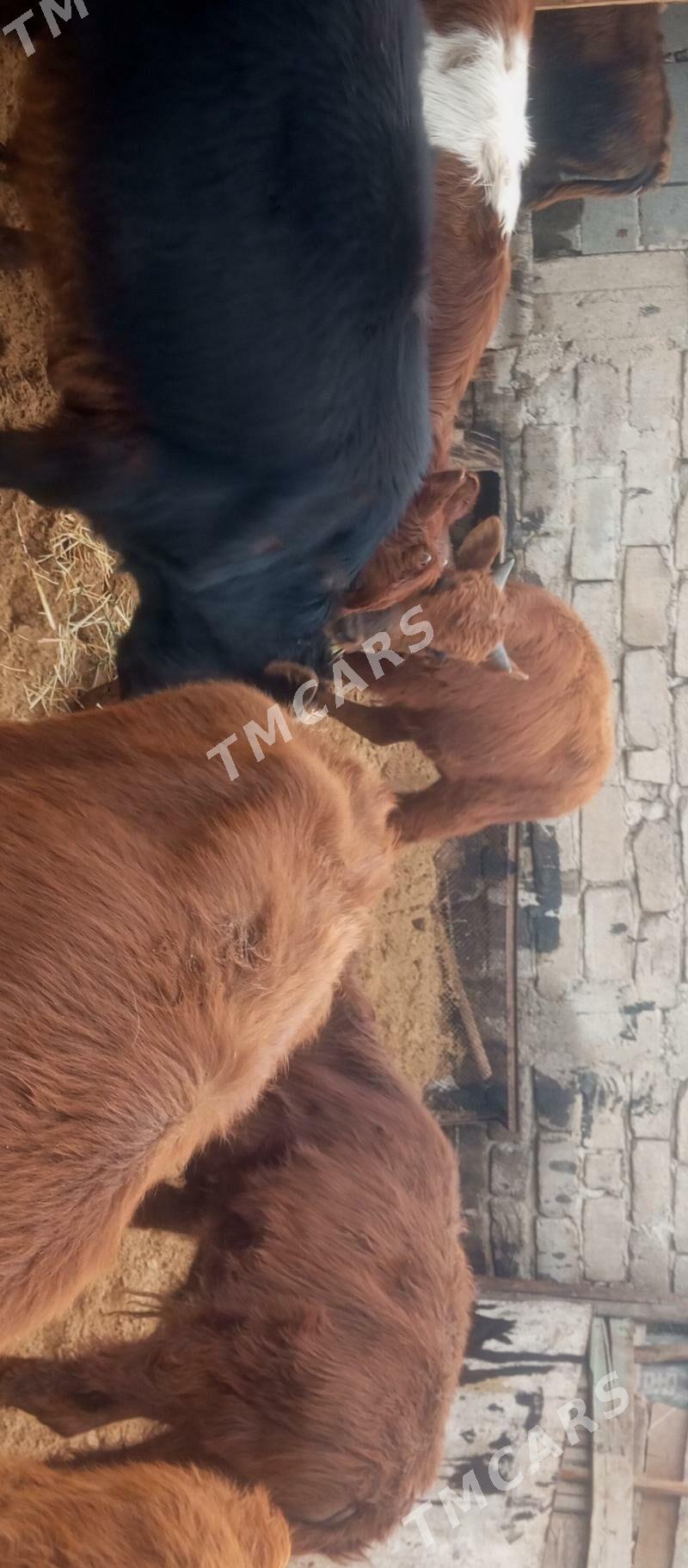 öküz tüwe öküzçe göle - Aşgabat - img 7