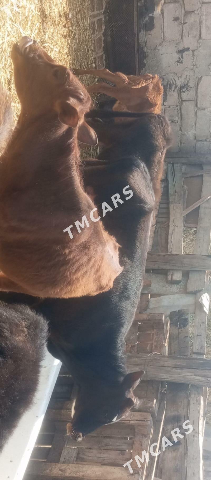 öküzçe tüwe öküz göle - Ашхабад - img 10