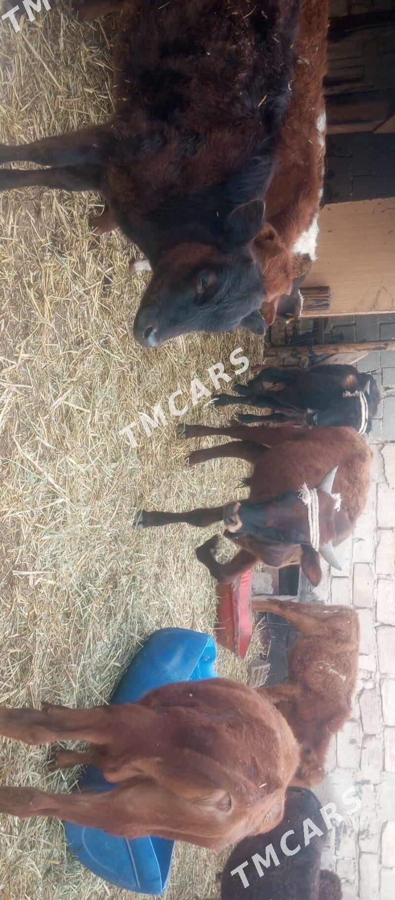 öküzçe tüwe öküz göle - Ашхабад - img 7