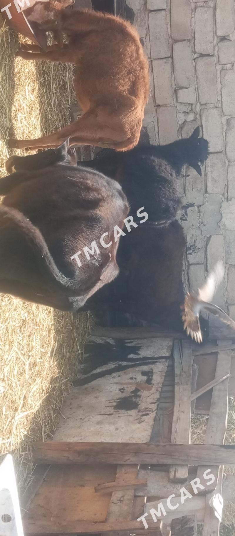 öküzçe tüwe öküz göle - Ашхабад - img 5