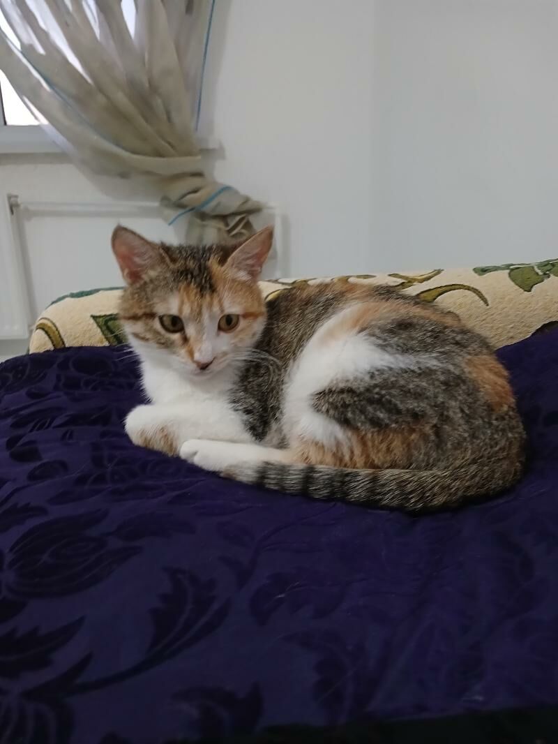 Котёнок-подросток - Türkmenabat - img 5